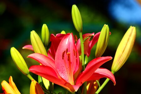 Fleur-de-lis lily season red and yellow lilies photo