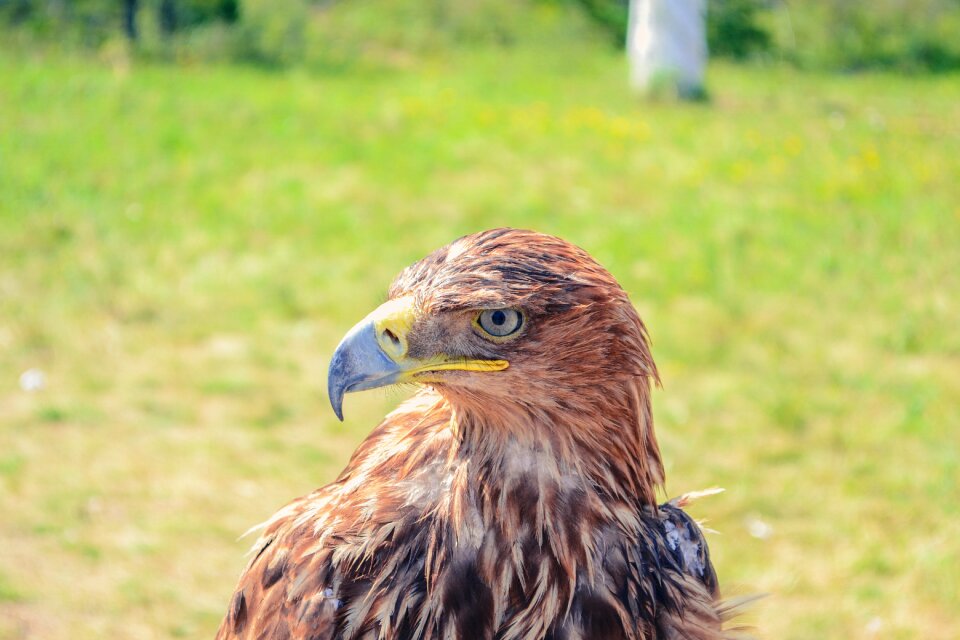 Borovoye bird predator