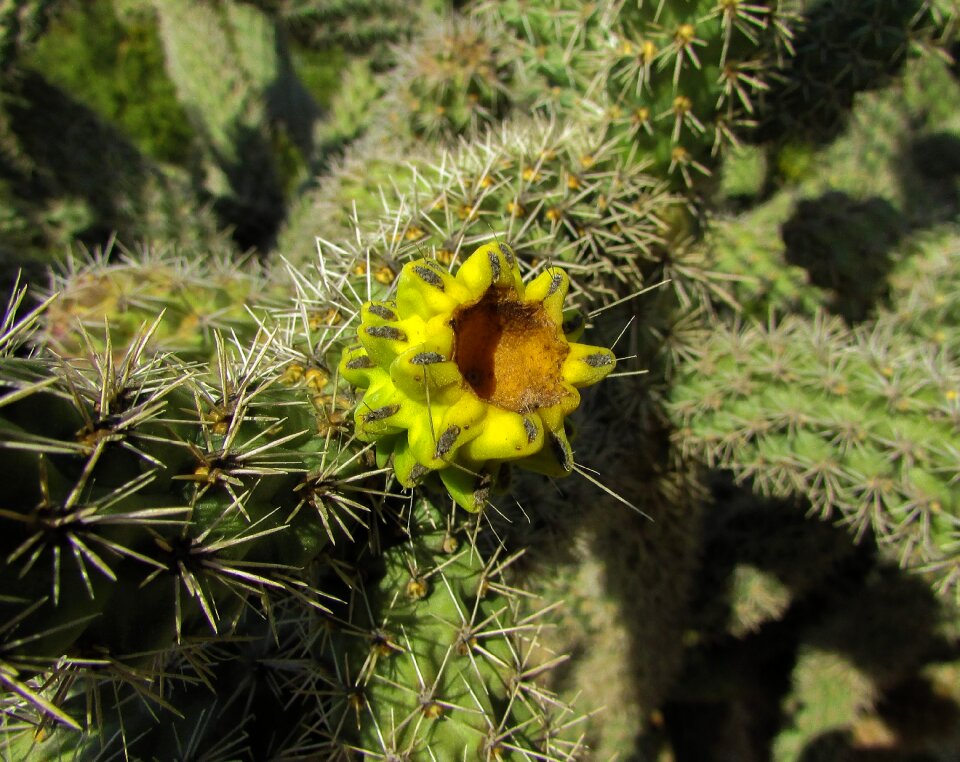 Flower sharp thorns