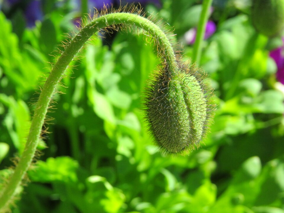 Capsule nature close up