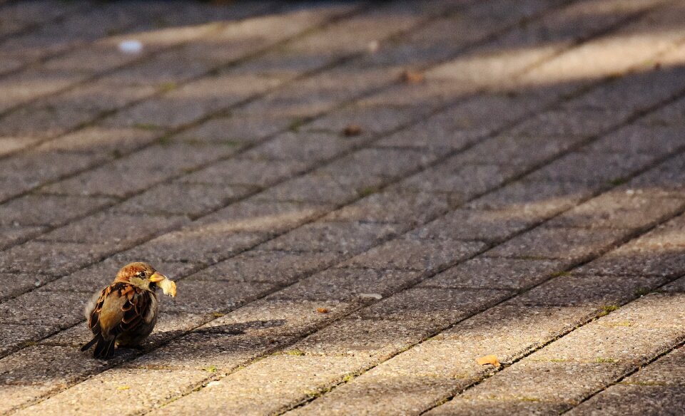 Cute nature plumage