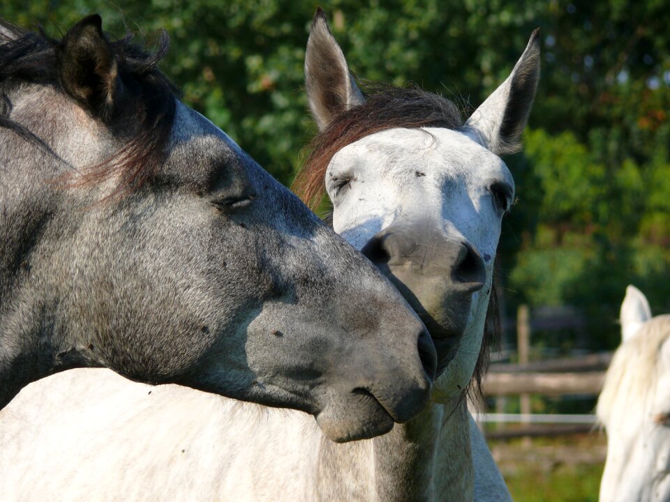 Complicity animal snout