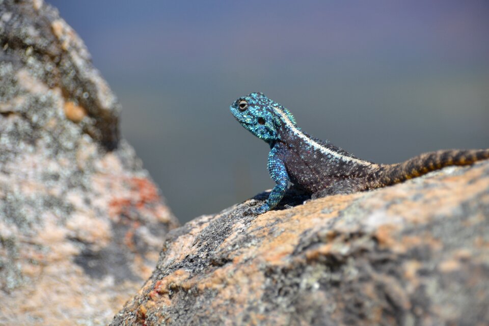 Lizard nature reptiles