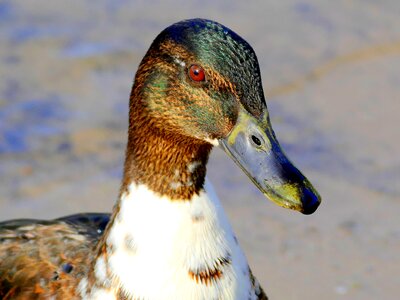 Mallard bird nature