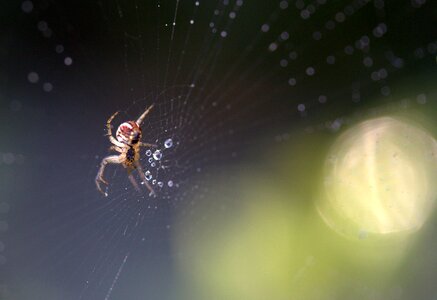 Drops nature arachnid