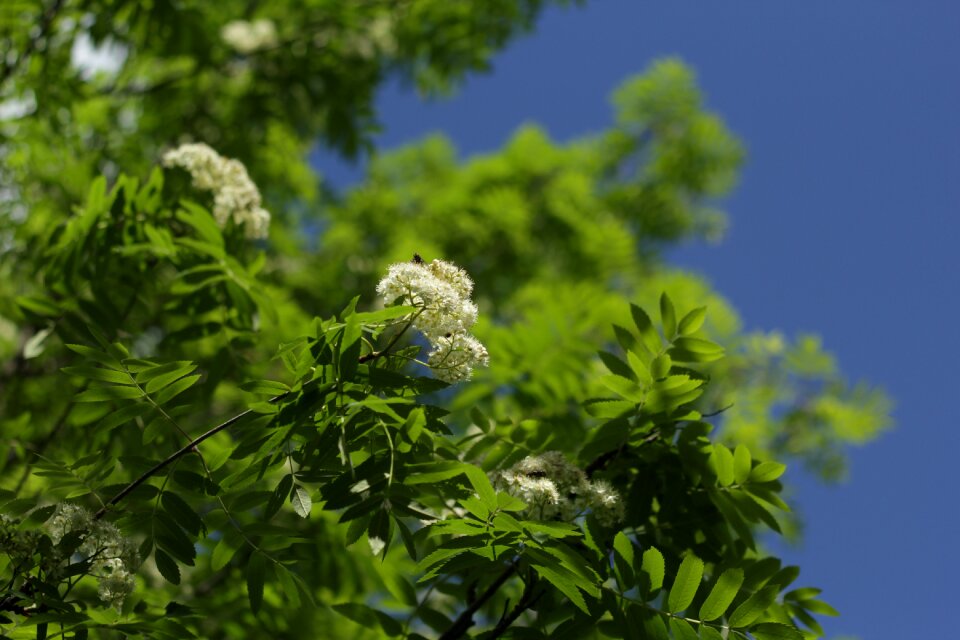 Flowers rowan blooming mountain ash