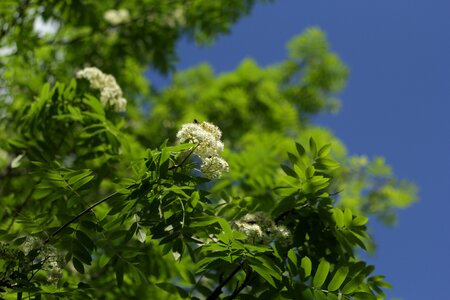 Flowers rowan blooming mountain ash