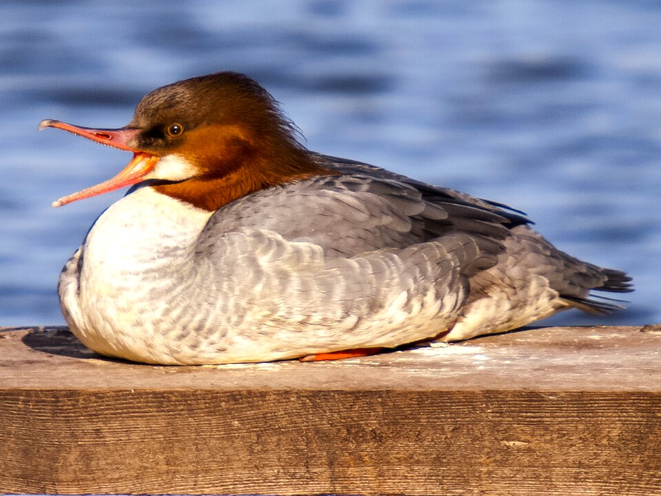 Bird nature animal