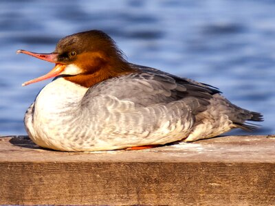 Bird nature animal photo