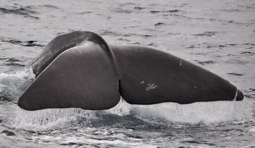 Norway fin marine mammals photo