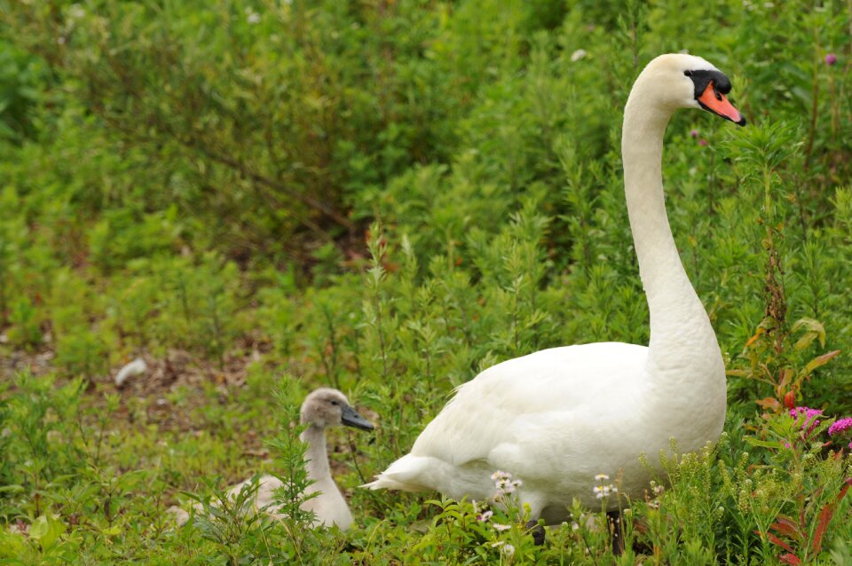 Swan parent child bird