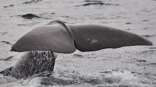 Sperm whale fin marine mammals photo