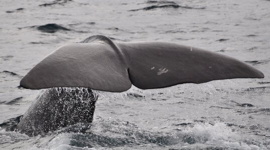 Sperm whale fin marine mammals