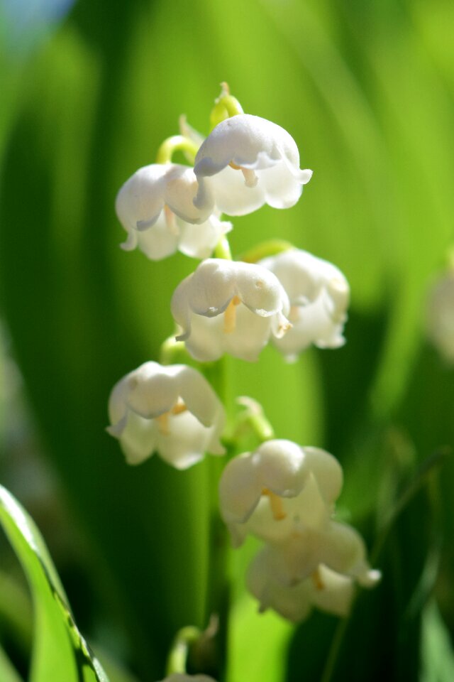 White nature plant