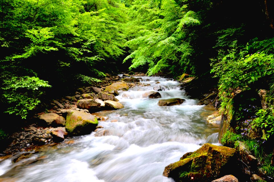 Woods green landscape