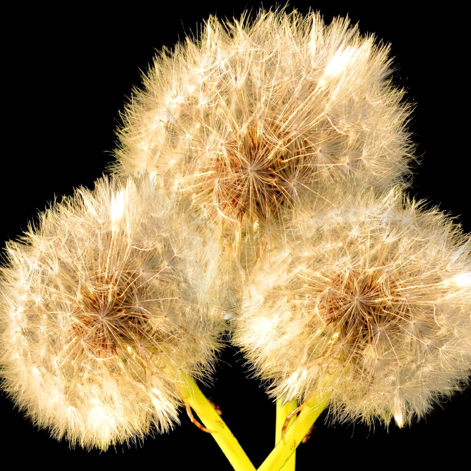 Flower nature plant