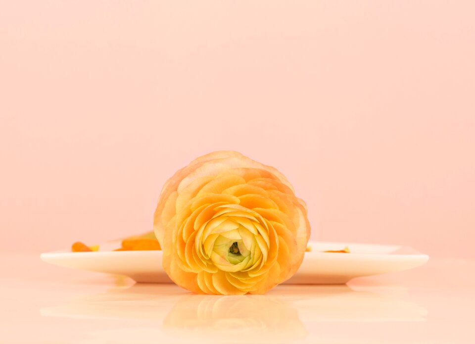 Bloom spring orange