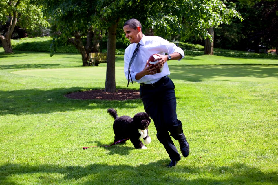 Run bo is the family dog portuguese water dog photo