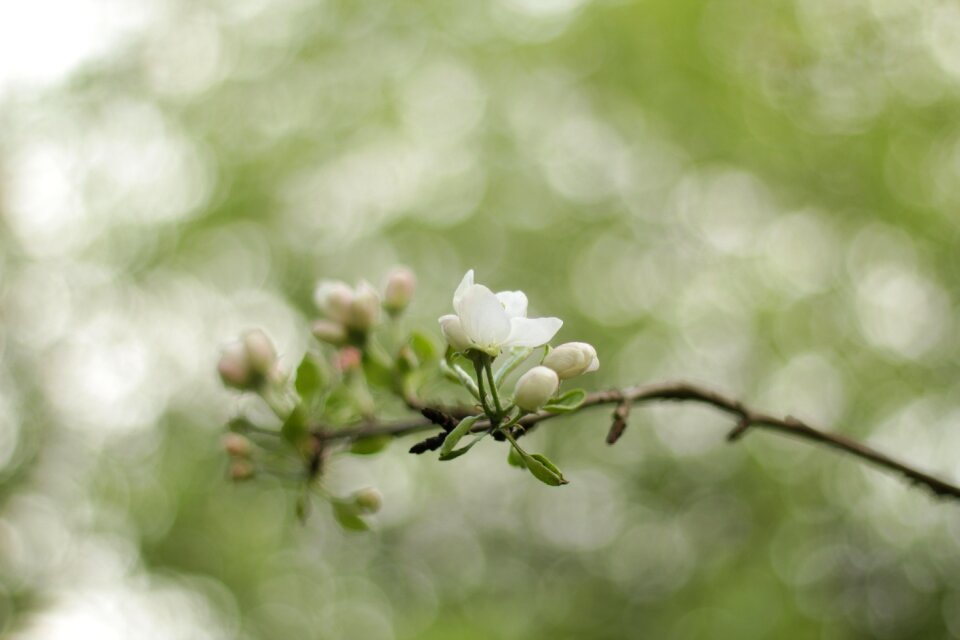 Buds bloom apple flower