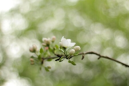 Buds bloom apple flower photo