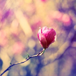 Spring pink nature