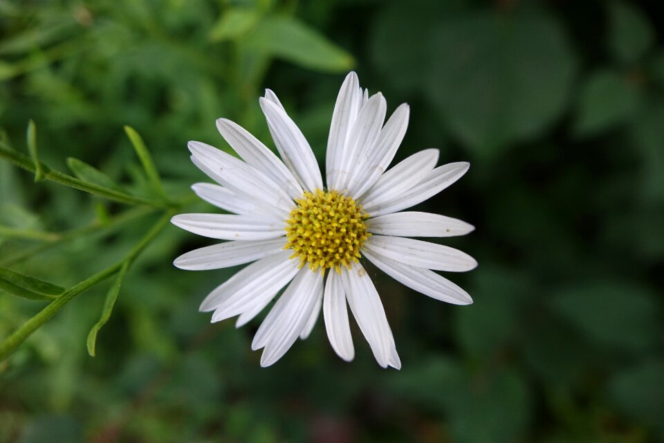 Beautiful flower wild flower bloom