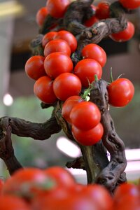 Vegetable food tomatoes