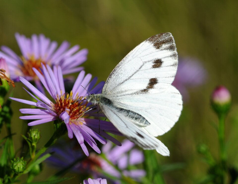 Butterfly insect Free photos