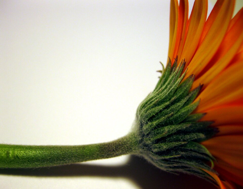 Green close up schnittblume