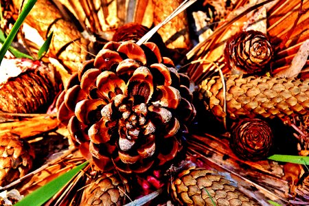 Arrangement decoration autumn