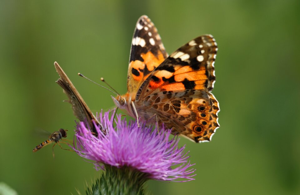Butterfly insect Free photos