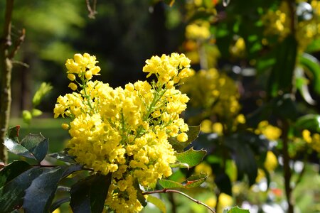 Nature spring yellow flower photo