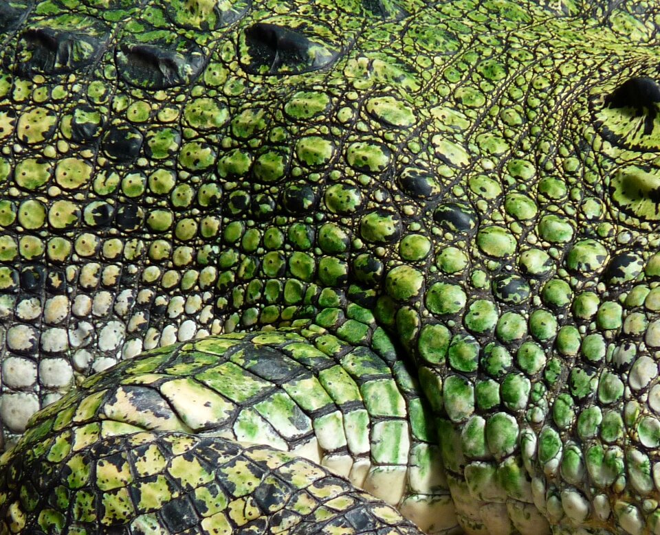 Animal alligator dangerous