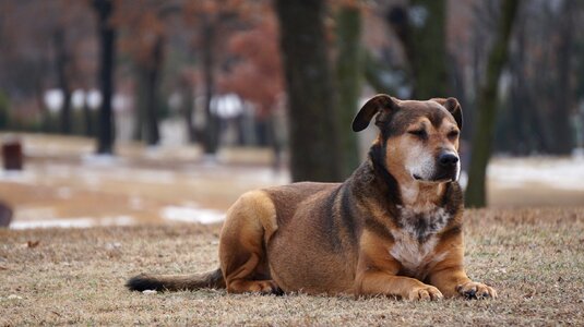 Pets intelligent dog wait