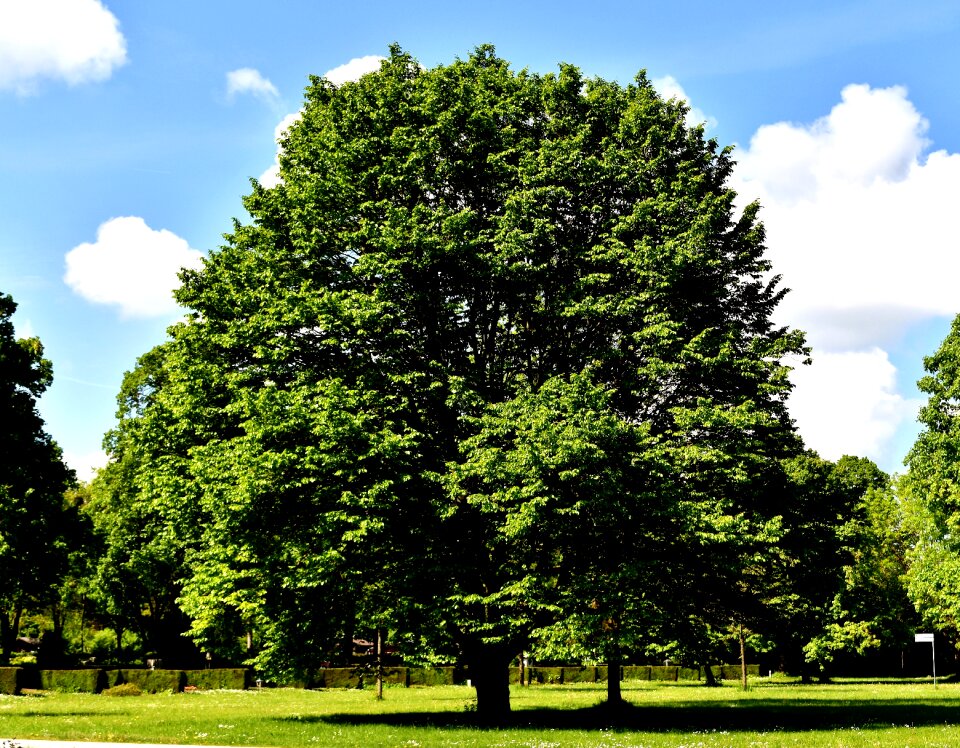 Blue sky clouds park photo