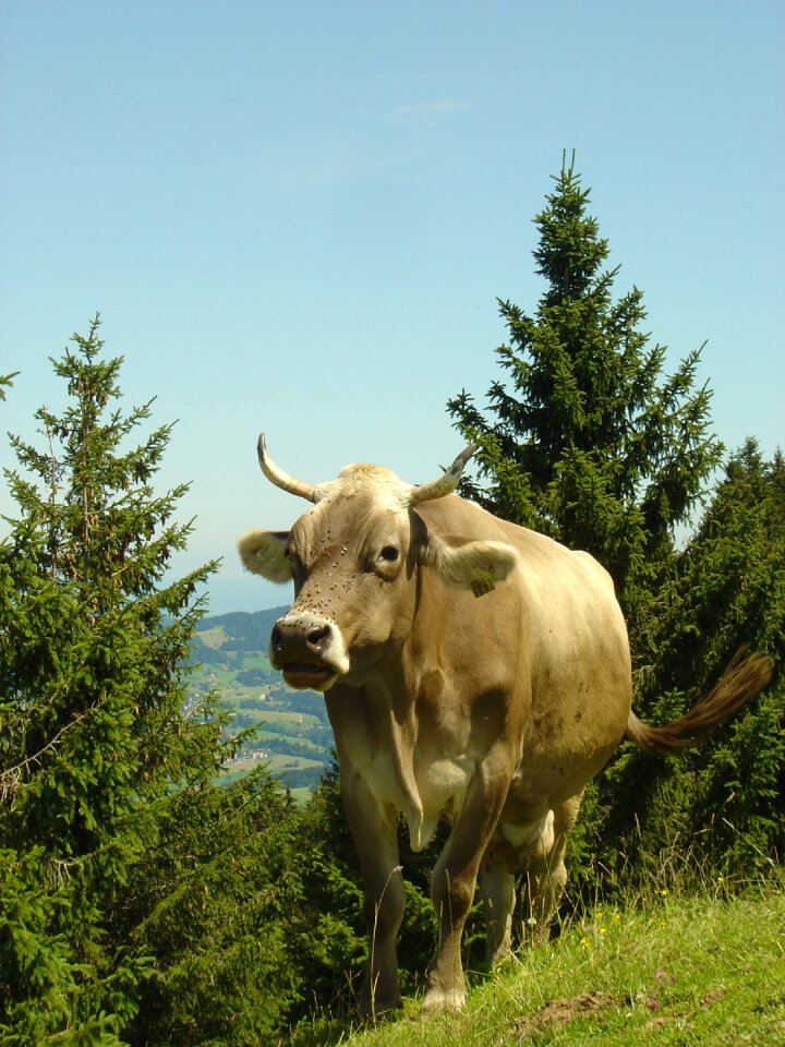 Trail alm switzerland