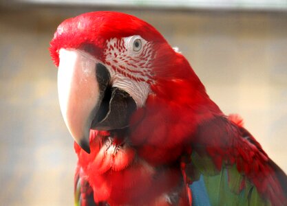 Nature feather beak
