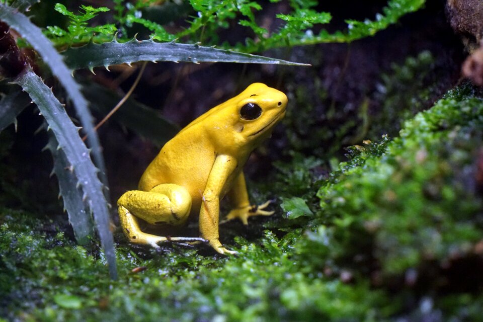 Netherlands enclosure zoo