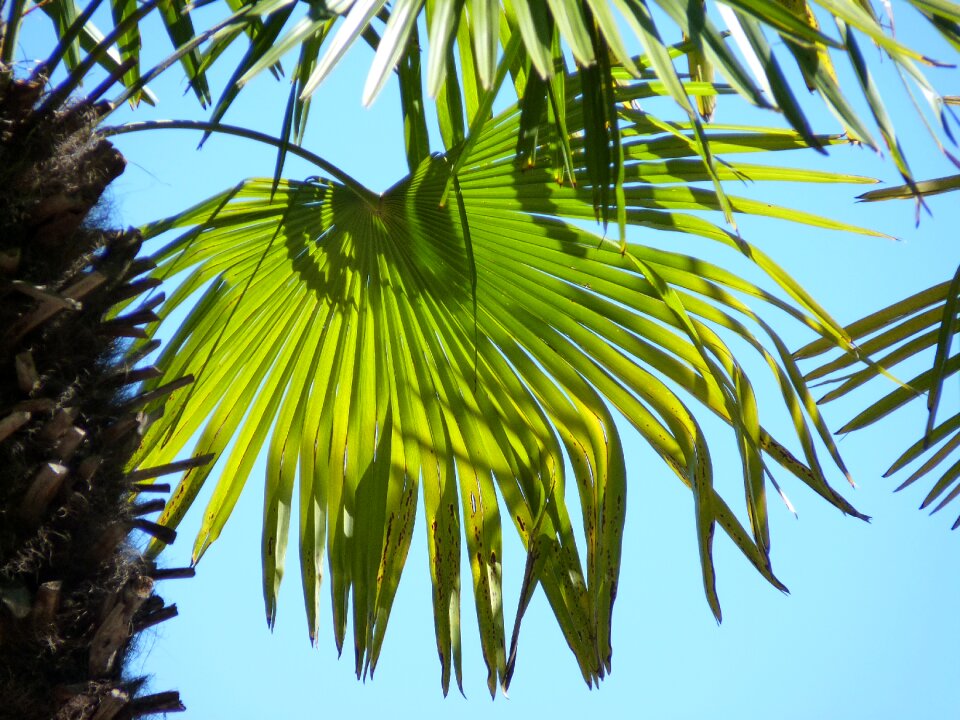 Green leaves structure
