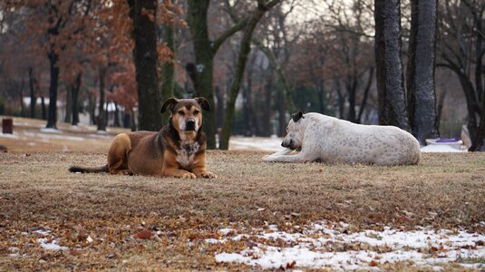 Pets intelligent dog wait