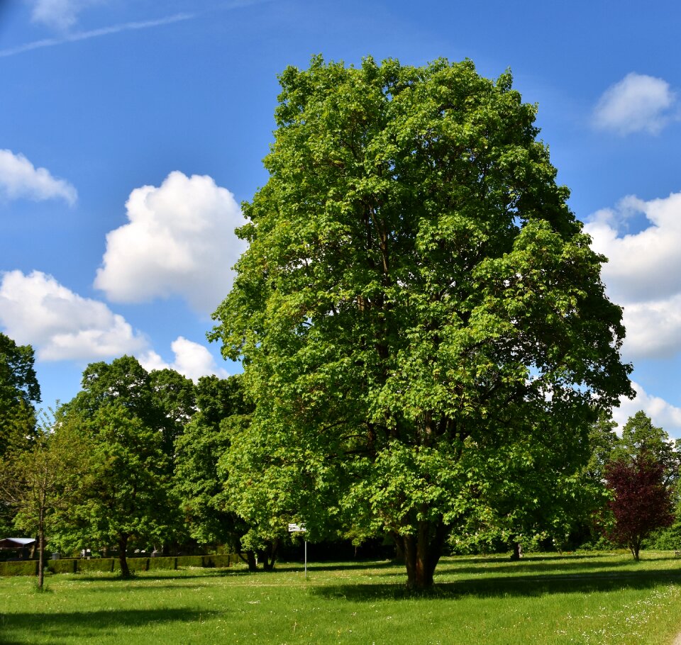 Blue sky clouds park