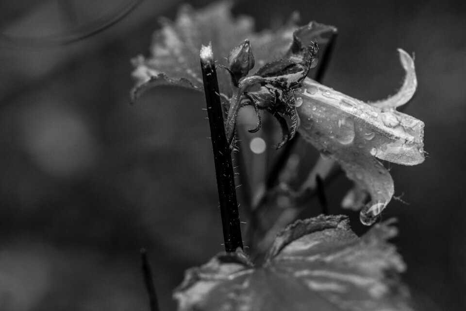 Raindrop wild flower summer