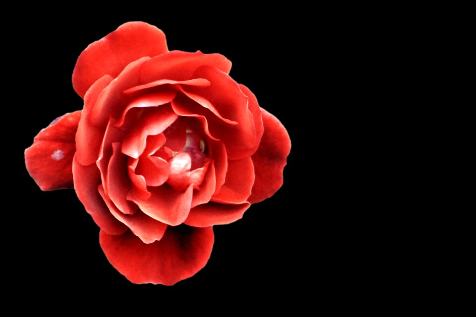 Blossom bloom black background