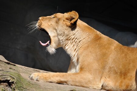 Lion fatigue yawn photo