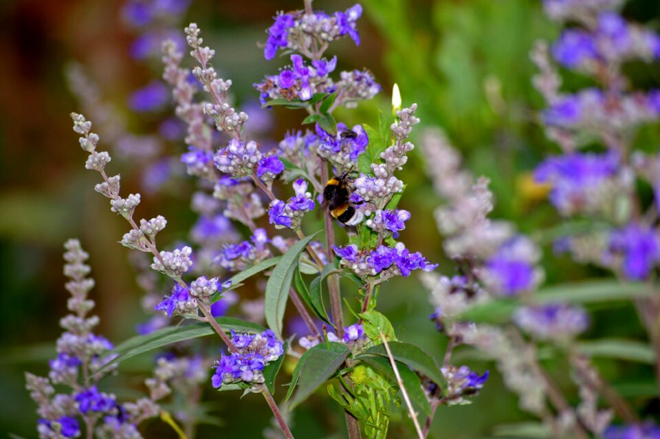 Green nature garden