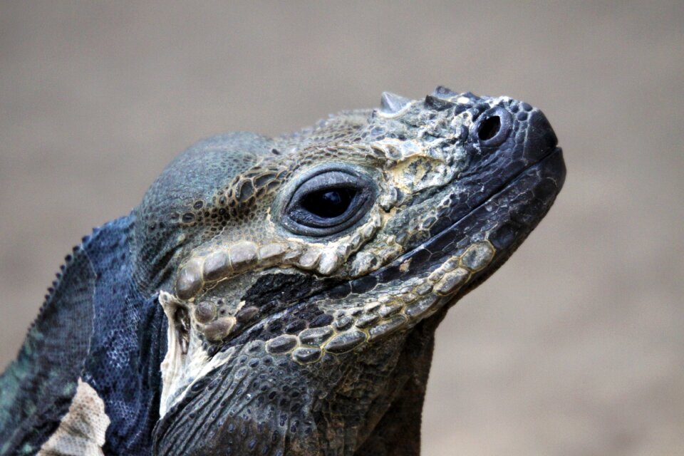 Iguana lizard animal