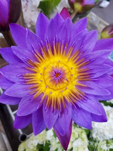 Flower exotic purple