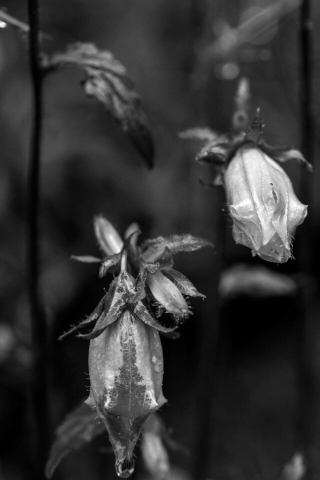 Wild flower summer gray rain