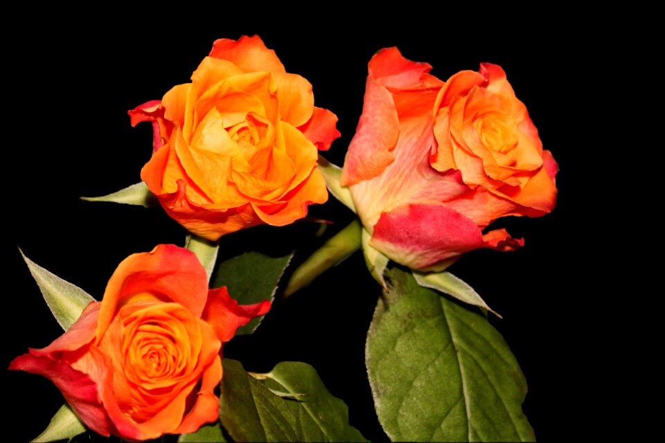Multi coloured orange rose rose blooms