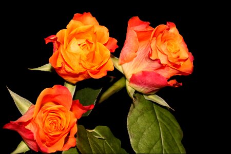 Multi coloured orange rose rose blooms photo